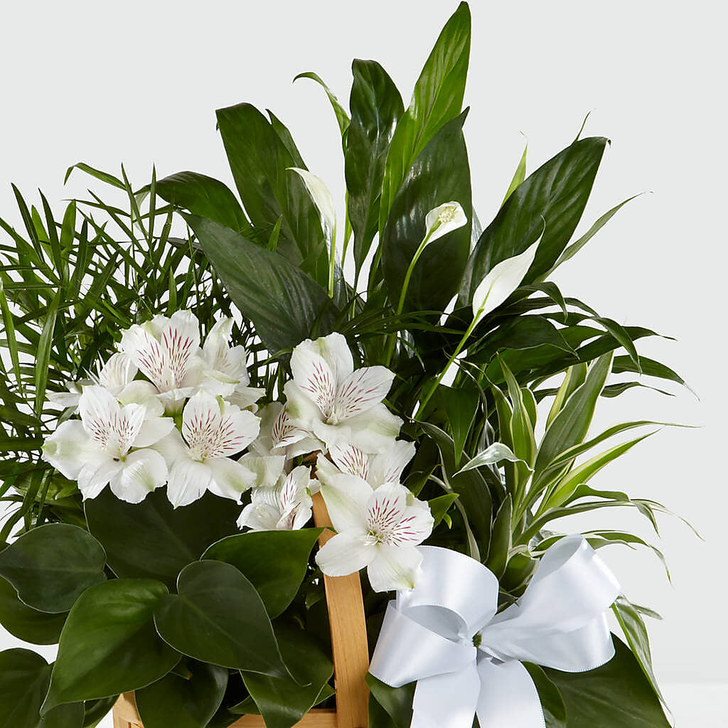 Peace & Serenity Dishgarden – Magnolia Floral Design, Santa Ana CA