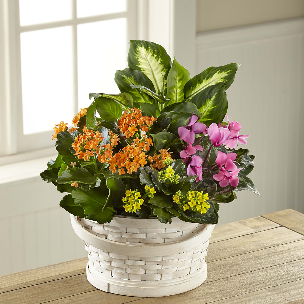 Color Crush Dishgarden – Magnolia Floral Design, Santa Ana CA