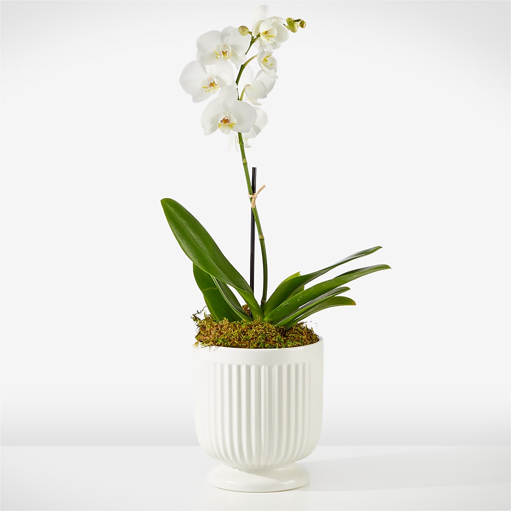 Whispering White Orchid – Magnolia Floral Design, Santa Ana CA