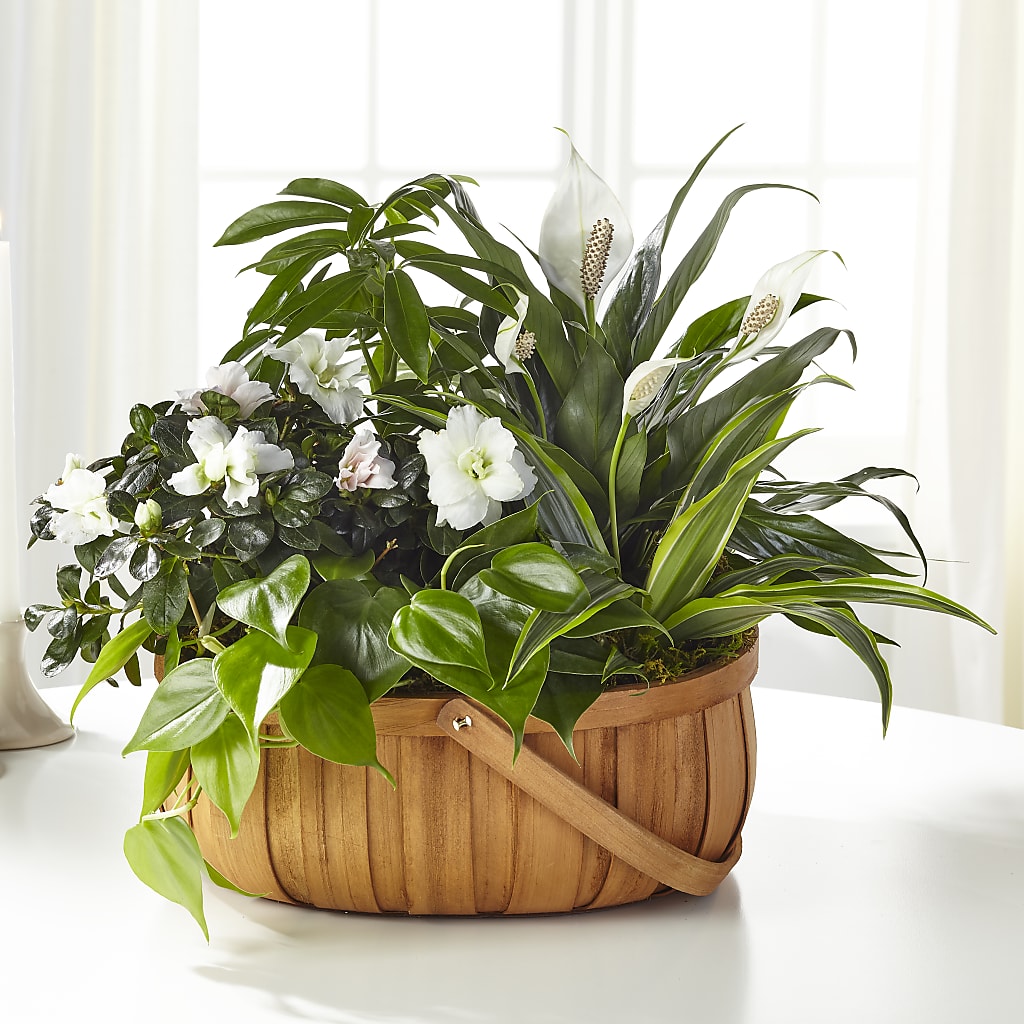 Serene Dishgarden – Magnolia Floral Design, Santa Ana CA