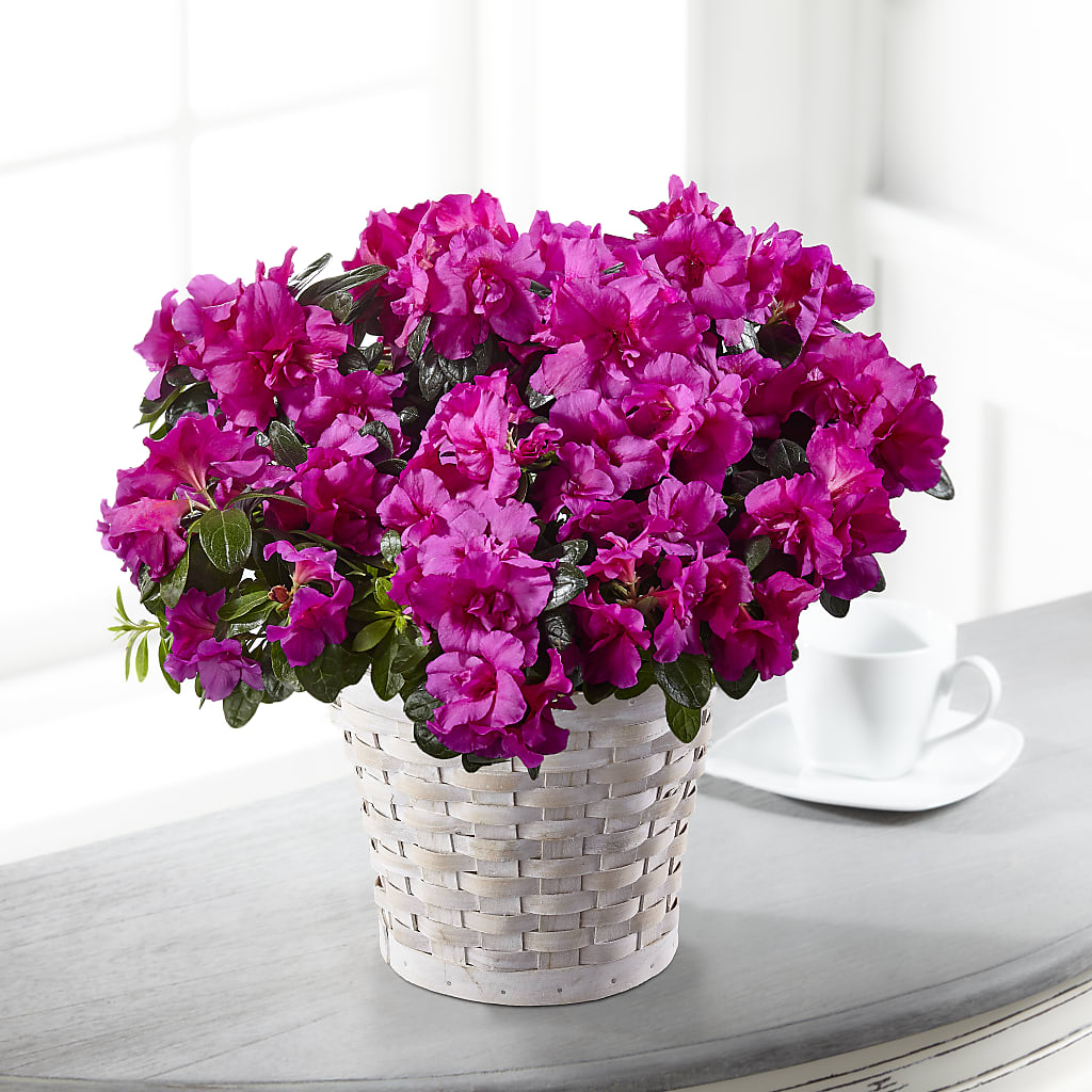 Hope & Serenity Azalea Plant – Magnolia Floral Design, Santa Ana CA