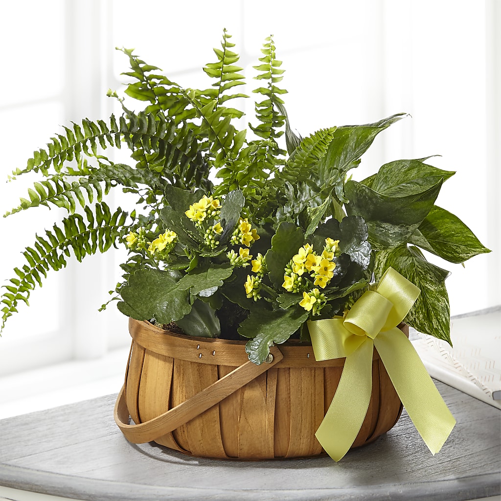 Always Dear Dishgarden – Magnolia Floral Design, Santa Ana CA