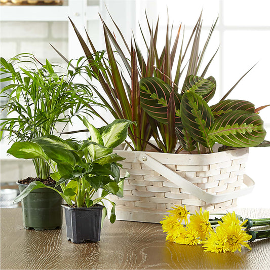Florist Designed Blooming and Green Plants in a Basket –  Magnolia Floral Design, Santa Ana CA