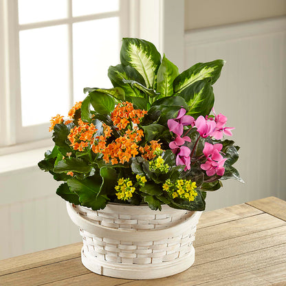 Color Crush Dishgarden –  Magnolia Floral Design, Santa Ana CA