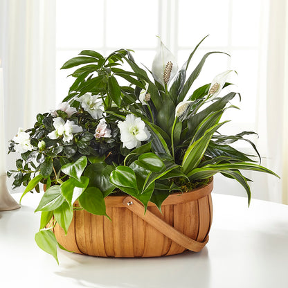Serene Dishgarden –  Magnolia Floral Design, Santa Ana CA