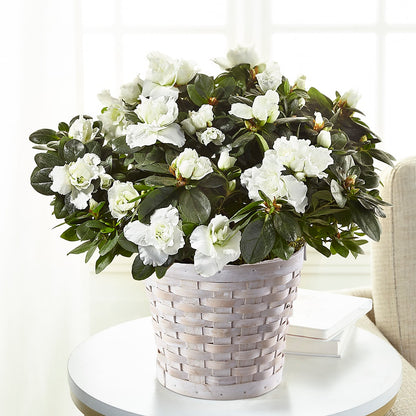 White Azalea Plant –  Magnolia Floral Design, Santa Ana CA