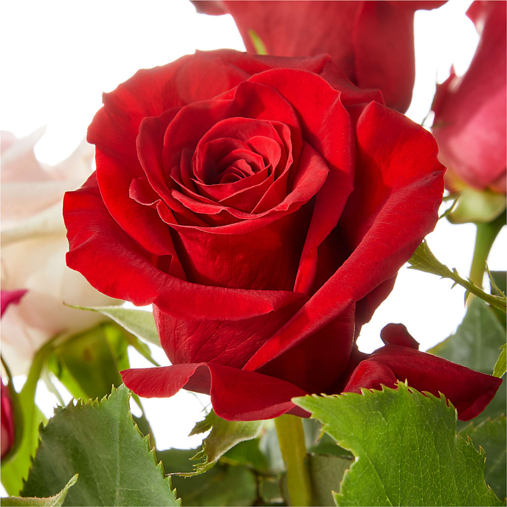 Love Notes Rose Bouquet –  Magnolia Floral Design, Santa Ana CA